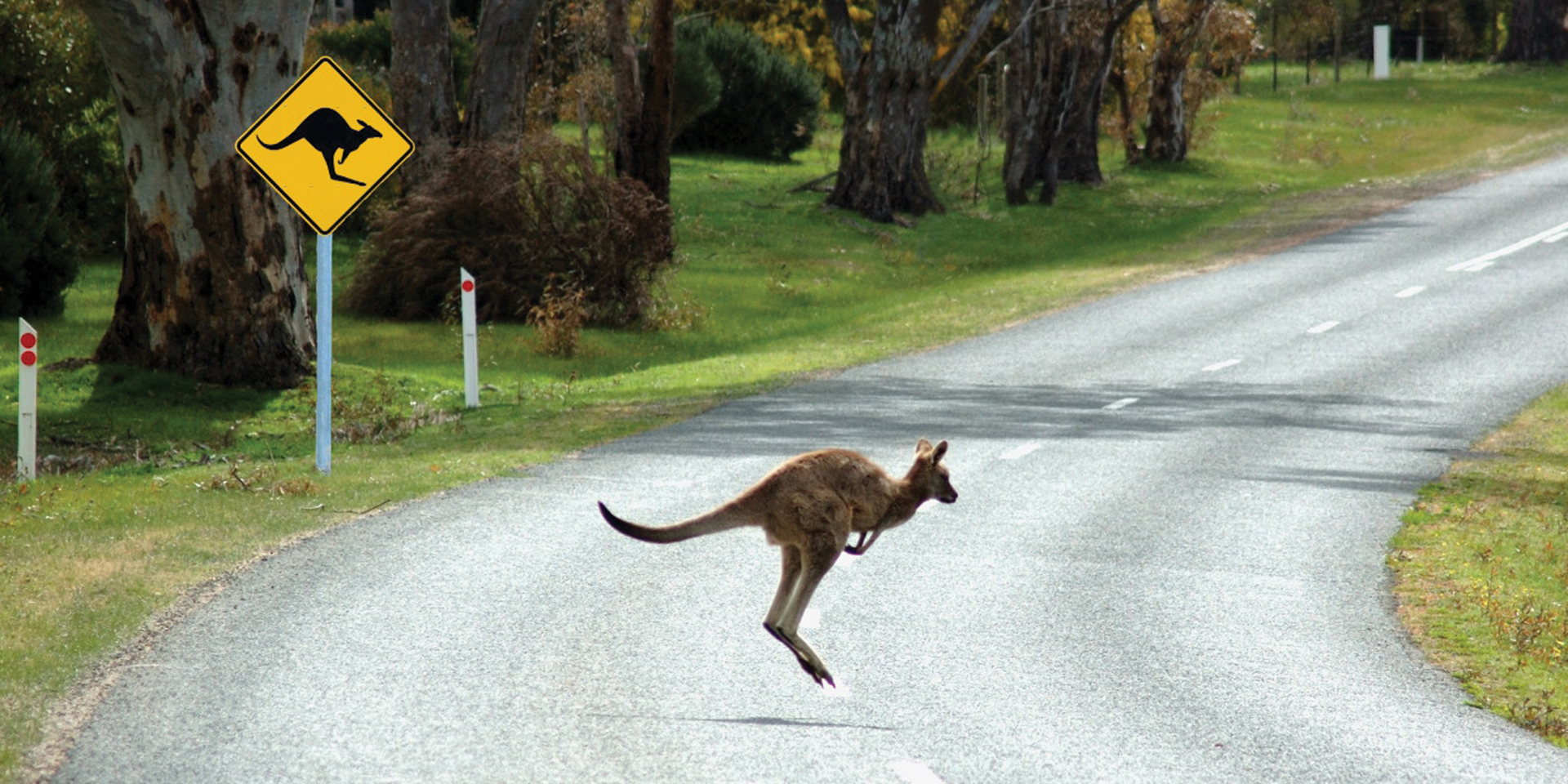 Another Aussie challenge for driverless cars: Roos